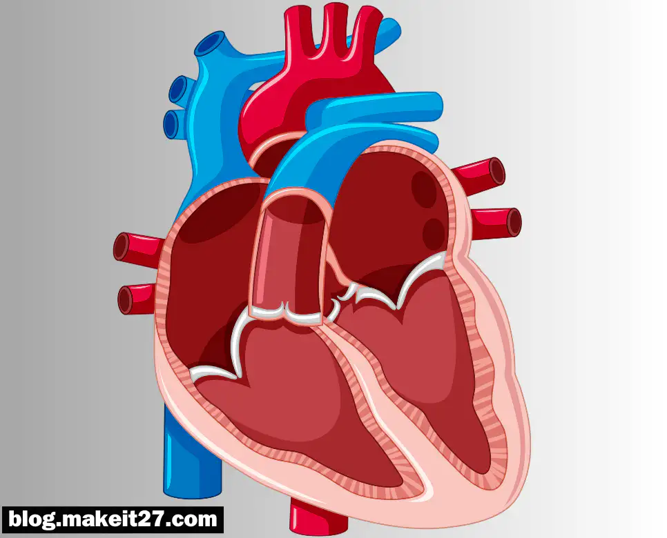 의학용어 AS, CR, APN